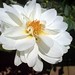 Sharon Busch Photo 32
