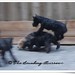 Scott Burrows Photo 36