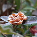 Camellia Brown Photo 20