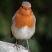 Robin Roe Photo 36