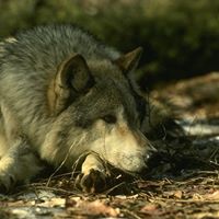 Ed Thomas Photo 3