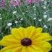 Susan Campion Photo 32