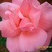John Gerson Photo 20