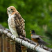 Robin Hawks Photo 26