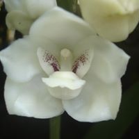 Martha Zambrano Photo 1