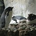 Thomas Shedd Photo 24