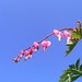 Marie Blom Photo 19