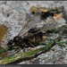 Peter Mier Photo 15