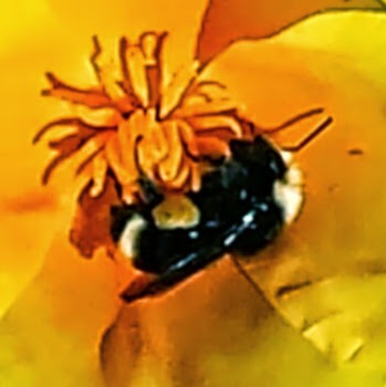 Margaret Lemon Photo 6