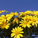 Daisy Bush Photo 26