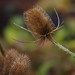 Elizabeth Wild Photo 33