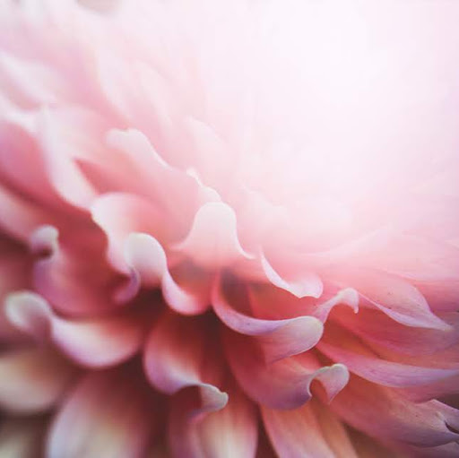 Cristal Rose Photo 10