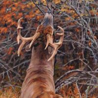 Gerald Watts Photo 1