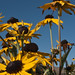 Susan Flowers Photo 42