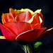 Arthur Rose Photo 37