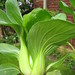 Pak Choi Photo 21