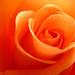 Rose Phipps Photo 24