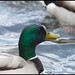 Donald North Photo 28