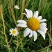 Daisy Lawrence Photo 31