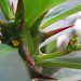 William Thorn Photo 36