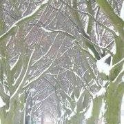 Janice Cook Photo 5