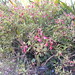 Rodney Plant Photo 20