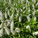 Rodney Plant Photo 19