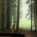 Misty Green Photo 41