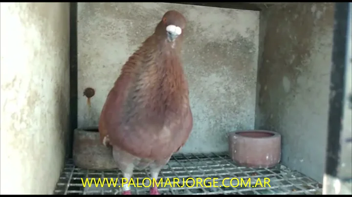 Jorge Palomar Photo 20