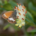 Steven Heath Photo 42