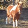 Susan Sirois Photo 11