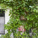 June Godwin Photo 21