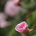 Cecil Rose Photo 27