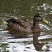 Judith Mallard Photo 9