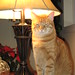 Toby Meyer Photo 39