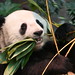 Ying Hong Photo 32