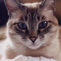 Janet Lindstrom Photo 5