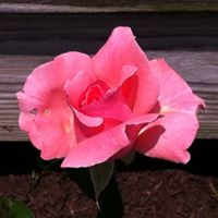 Carolyn Root Photo 1