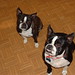 Chester Bean Photo 18