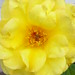 Lorie Rose Photo 26