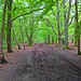 Trent Wood Photo 39