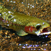 David Caddis Photo 13
