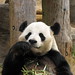 Yang Gao Photo 29