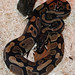 Peter Kyle Photo 33