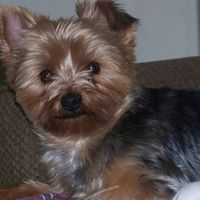 Linda Korman Photo 1