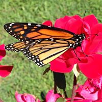 Kathy Voyles Photo 4