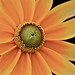 Marie Freed Photo 22