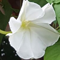 Barbara Moss Photo 8