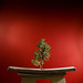 Joshua Wiener Photo 14