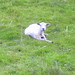 Shawn Lamb Photo 44
